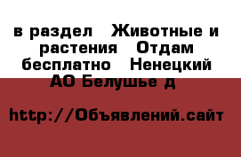  в раздел : Животные и растения » Отдам бесплатно . Ненецкий АО,Белушье д.